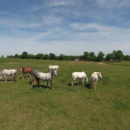 Guest house Statek Benice 3*