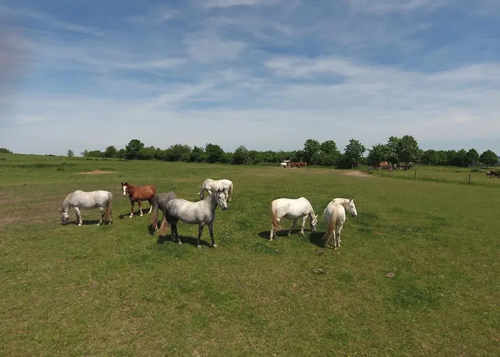 Guest house Statek Benice 3*